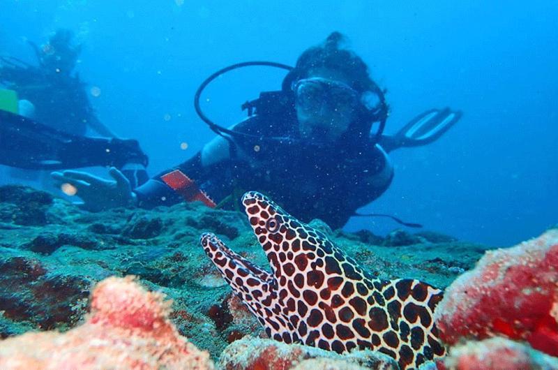 De Silva Palm Resort カルピティヤ エクステリア 写真
